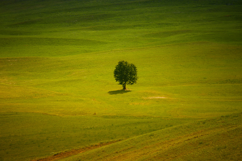 Almwiese, einsamer Baum, Südtirol, grün