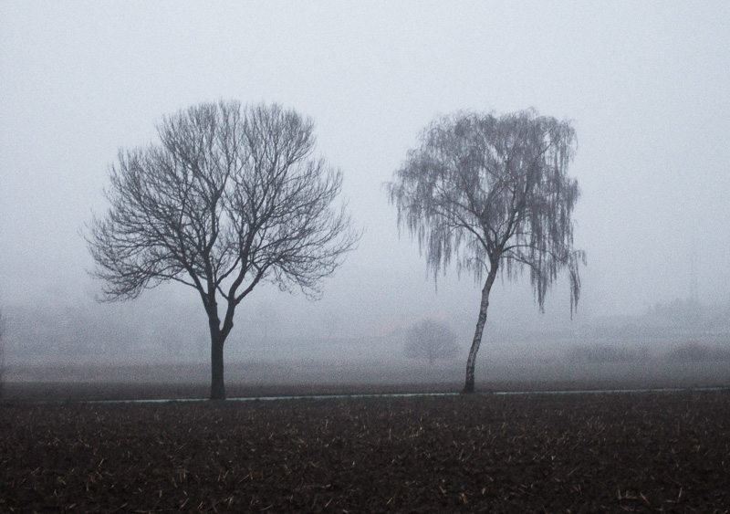 Bäume im Nebel