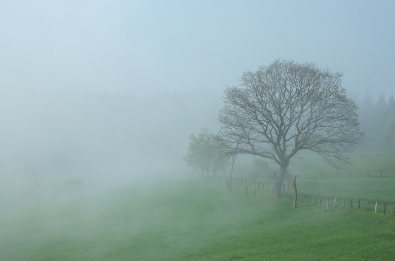 Lipperland, Baum im Nebel auf grüner Wiese