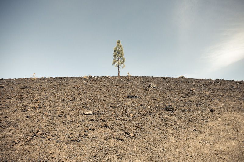 Baum auf Vulkangestein auf Teneriffa