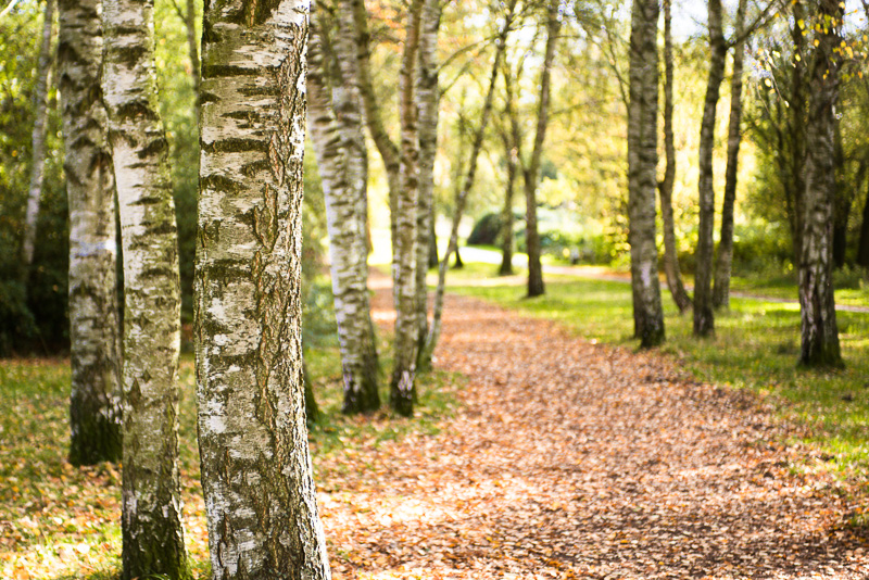 Herbstfoto von einem Birkenwald