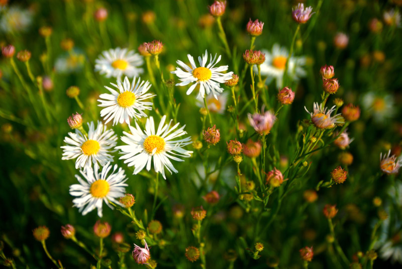 Margeriten, Frühling