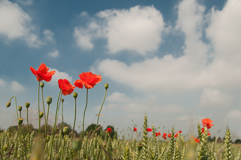 Mohn im Kornfeld, Sommer