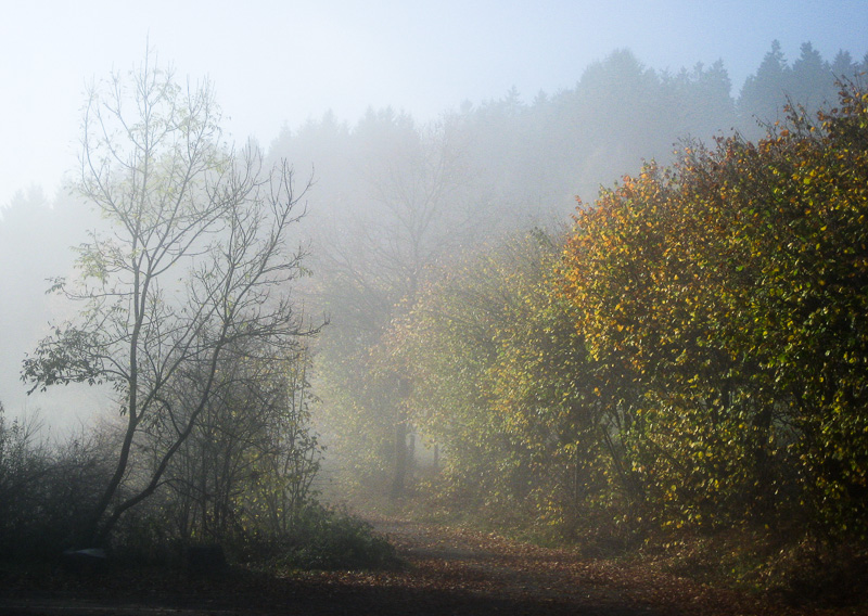 Morgennebel im Wald, Herbst