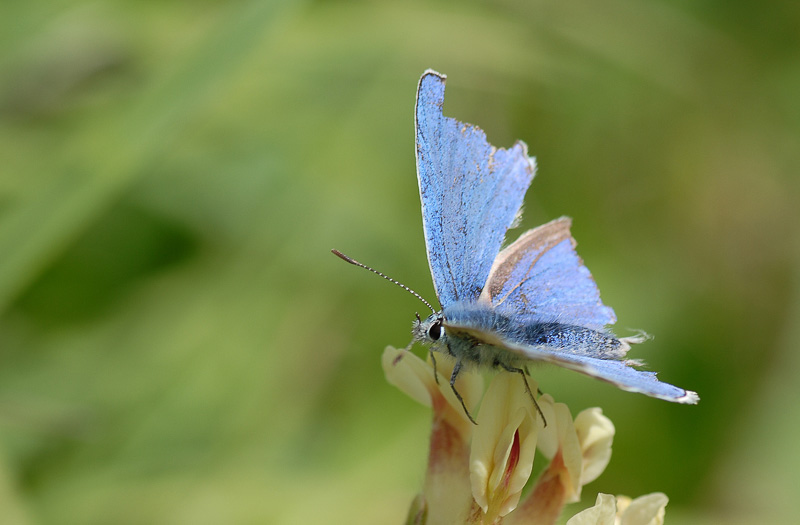 Schmetterling