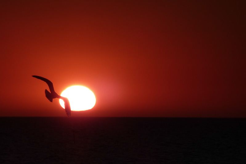 Sonnenuntergang am Strand mit Möwe