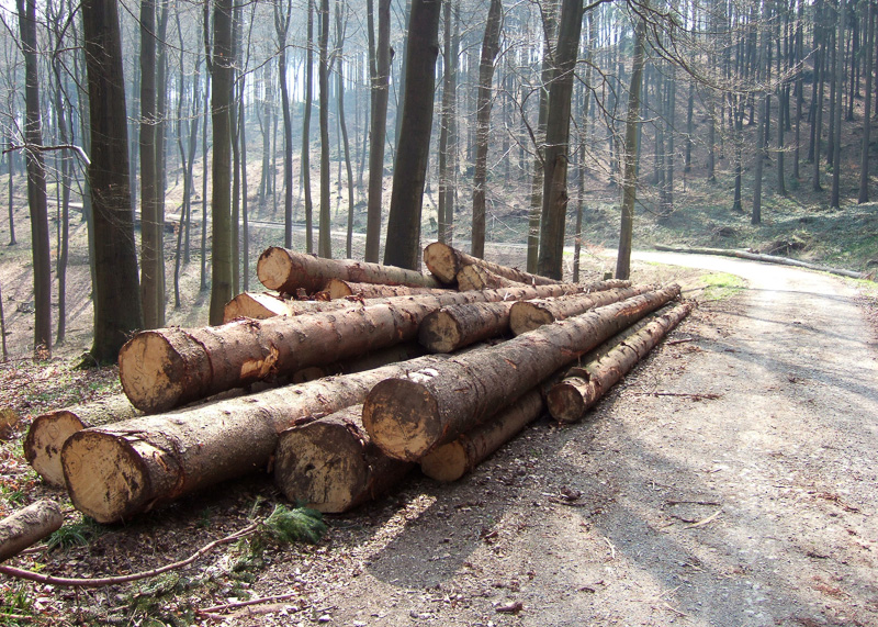 Baumstämme im Wald bei Barntrup