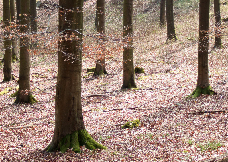 Baumstämme im Wald bei Barntrup