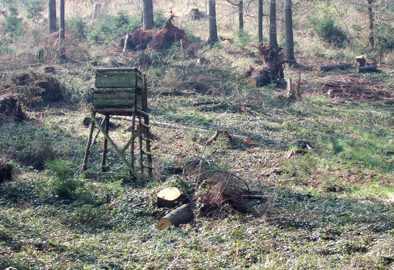 Hochsitz im Wald bei Barntrup