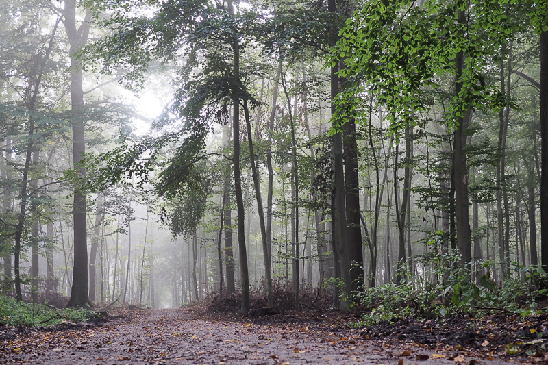 Wald bei Münster Gremmendorf