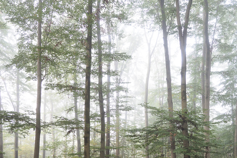 Wald, Nebel, Herbst