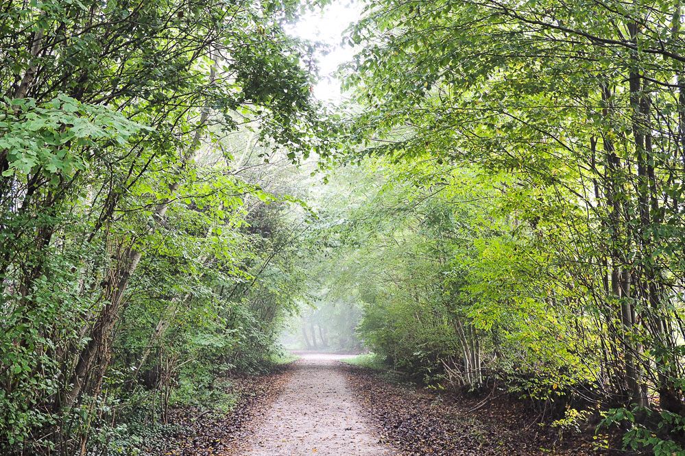 Waldweg im Herbst bei Regen