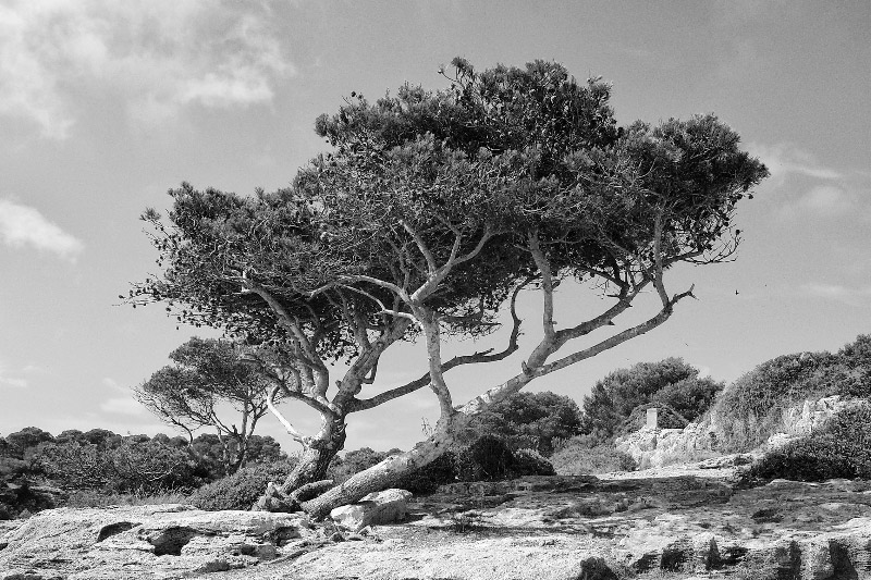 Mallorca, Baum