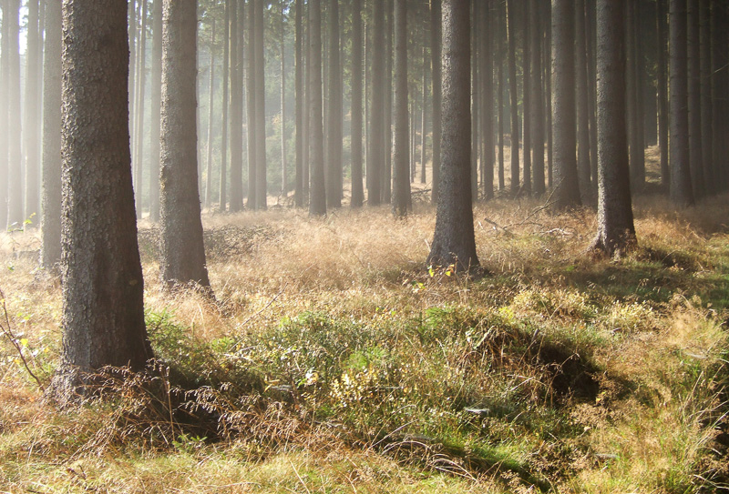 Morgens im Wald, Bad Berleburg