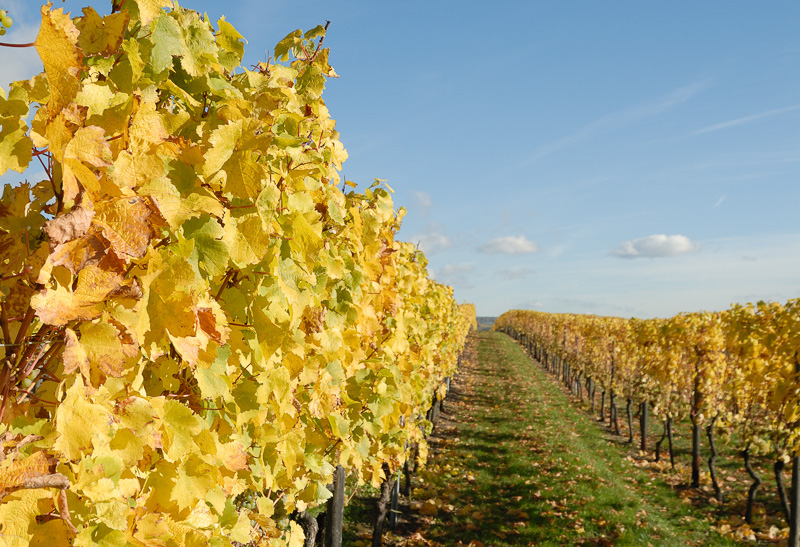 Weg zwischen den Weinreben