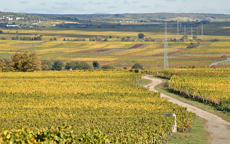 Weinreben im Herbstlicht