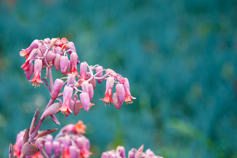 Blüte, rosa und türkis