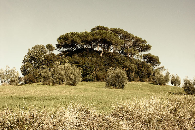 Tuscan Toscana Bäume