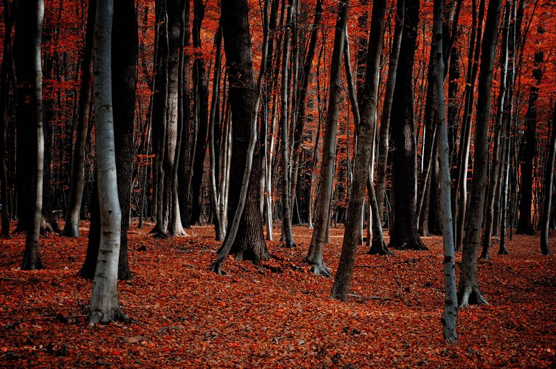 Herstwald, Wald im Herbst