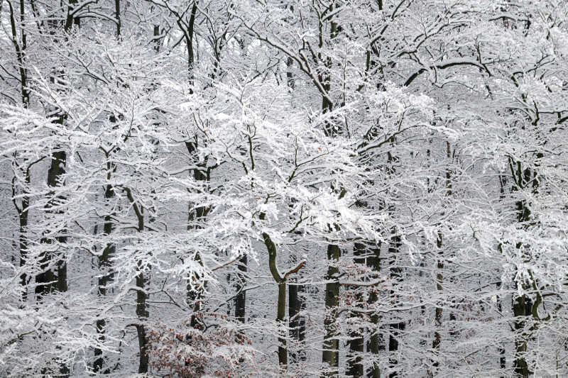 Winter Wald Bäume