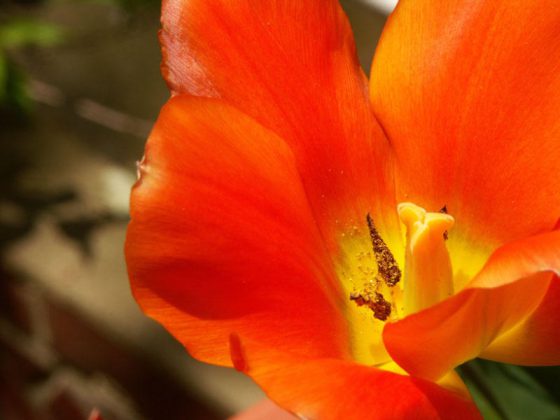 In unserem Garten…., Tulpen