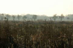 Rieselfelder, Landschaft