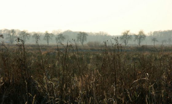 Rieselfelder, Landschaft