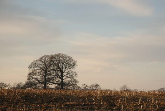 Landschaft im Münsterland