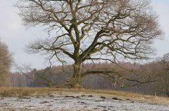 Im Dülmener Wildpark, Baum