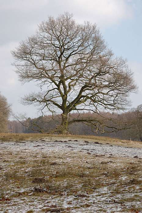 Im Dülmener Wildpark, Baum