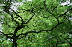 Frühling im Botanischen Garten