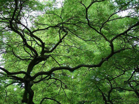 Frühling im Botanischen Garten