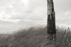 Am Strand, bei Kampen, Strandholz