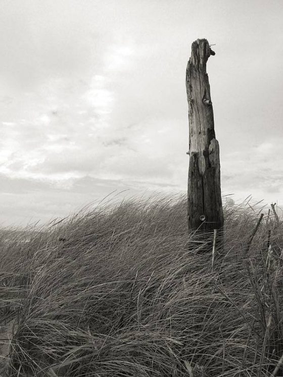 Am Strand, bei Kampen, Strandholz