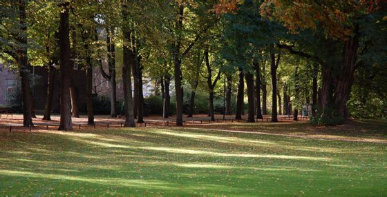 Noch ein Herbstfoto: Blick auf die Promenade / Münster