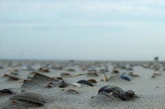 Muscheln am Strand