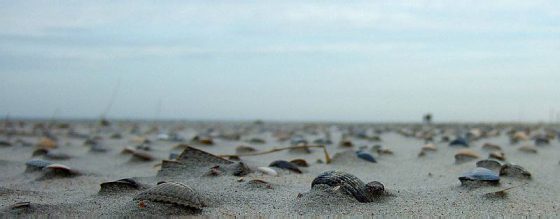 Muscheln am Strand