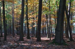 Herbstimpessionen, Dülmener Wildpark