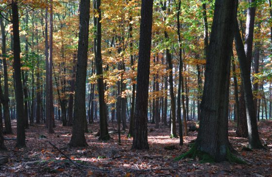 Herbstimpessionen, Dülmener Wildpark