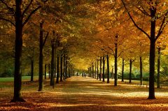 Promenade Münster im Herbst