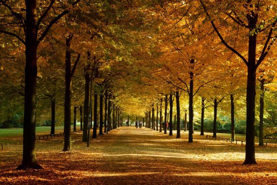 Promenade Münster im Herbst