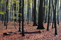 Herbst, Münster Gremmendorf / Nähe Sebon