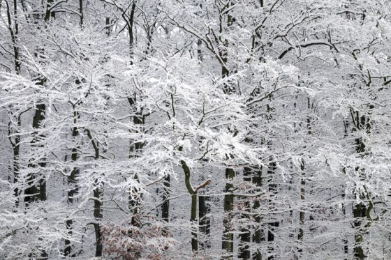 Winter Wonderland, Wald und Bäume