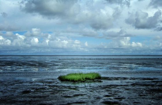 Grassbüschel im Watt, Sylt