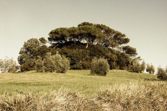 Bäume, Montaione Toscana 2005