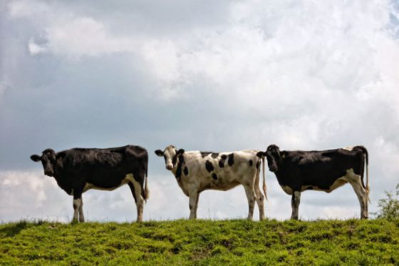 Drei lustige Kühe auf’m Deich in Ostfriesland, Landwirtschaft