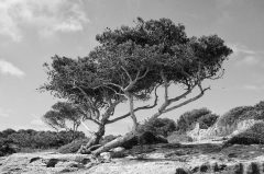 Mallorca, Baum, Felsen