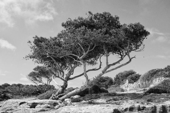 Mallorca, Baum, Felsen