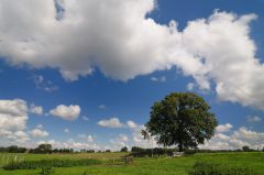 Baum bei Albersloh, Werseradweg