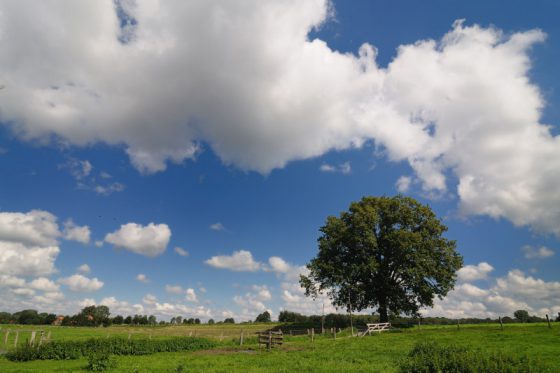 Baum bei Albersloh, Werseradweg